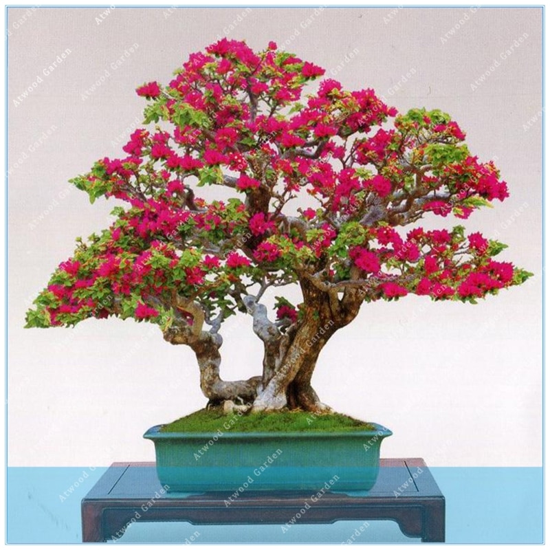 Bougainvillea Mini Bonsai Seed/বীজ ২০ পিস (Red) Cut Price online
