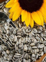 Sunflower seeds (সূর্যমুখী বীজ) - Best Price in Bangladesh | Shampoobd