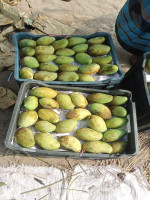 Bari-11 Mango: Exquisite Flavor and Aroma at Your Doorstep - Best Price in Bangladesh | Shampoobd