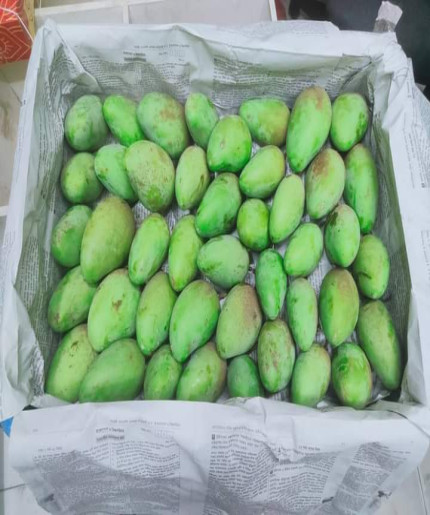 Rajshahi Katimon Mango