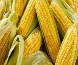 Corn 6 Pec (ভুট্টা 250 গ্রাম)