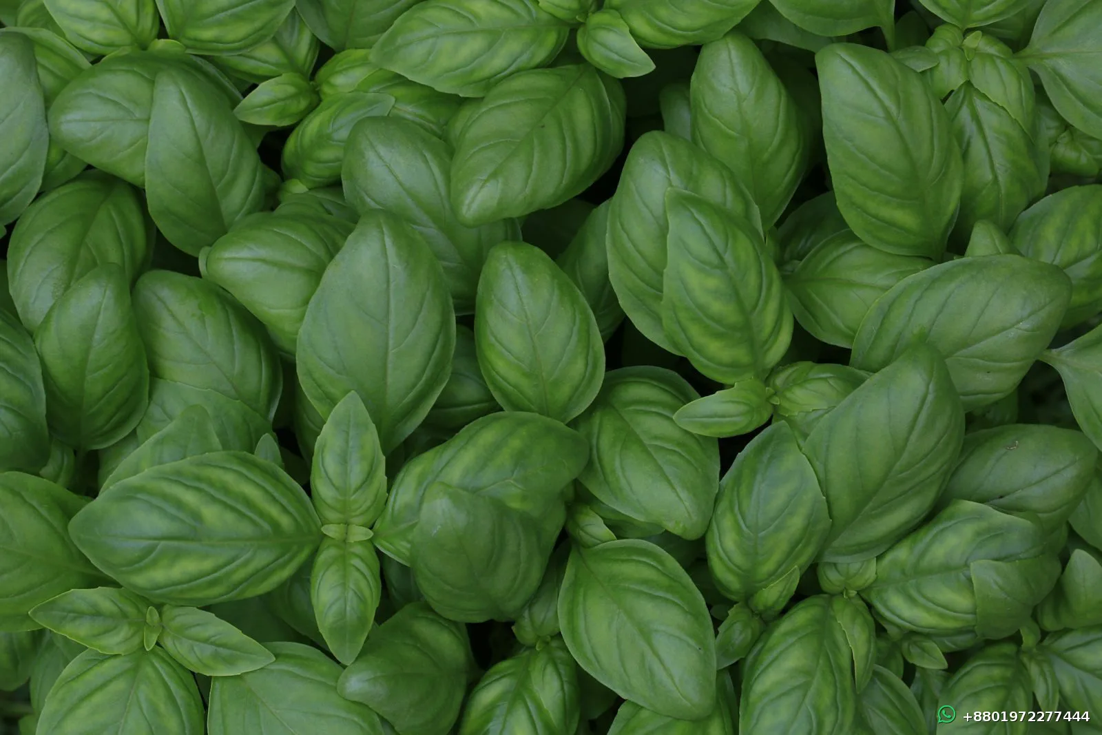 Basil Leaves 100gm